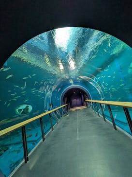 滋賀県立琵琶湖博物館に投稿された画像（2025/11/24）