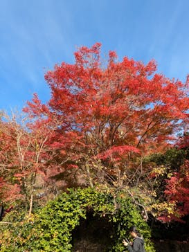 勝尾寺に投稿された画像（2025/11/24）