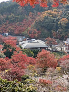 勝尾寺に投稿された画像（2025/11/24）