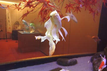 広島もとまち水族館に投稿された画像（2025/11/24）