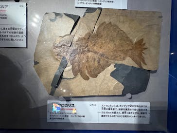 特別展「大絶滅展―生命史のビッグファイブ」に投稿された画像（2025/11/24）