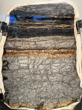 特別展「大絶滅展―生命史のビッグファイブ」に投稿された画像（2025/11/24）