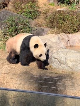 恩賜上野動物園に投稿された画像（2025/11/24）
