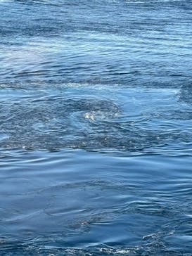 徳島県立 渦の道に投稿された画像（2025/11/24）