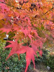 池田温泉本館・新館に投稿された画像（2025/11/24）