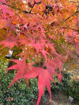 池田温泉本館・新館に投稿された画像（2025/11/24）