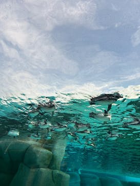 天王寺動物園に投稿された画像（2025/11/24）