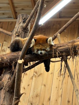 伊豆シャボテン動物公園に投稿された画像（2025/11/24）