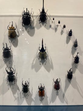 特別展「昆虫MANIAC」（名古屋会場）に投稿された画像（2025/11/24）