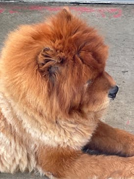 つくばわんわんランドに投稿された画像（2025/11/24）