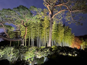 国営昭和記念公園 秋の夜散歩に投稿された画像（2025/11/24）