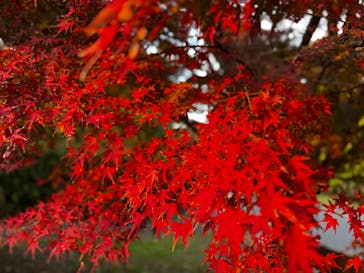 国営昭和記念公園 秋の夜散歩に投稿された画像（2025/11/24）