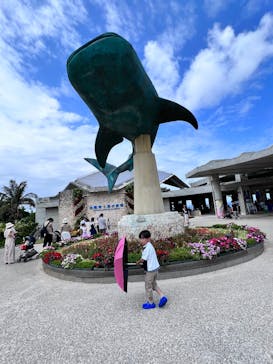 沖縄美ら海水族館に投稿された画像（2025/11/24）