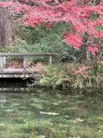 名もなき池（通称モネの池）に投稿された画像（2025/11/24）