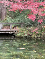 名もなき池（通称モネの池）に投稿された画像（2025/11/24）
