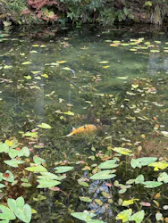 名もなき池（通称モネの池）に投稿された画像（2025/11/24）