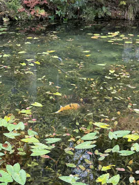 名もなき池（通称モネの池）に投稿された画像（2025/11/24）