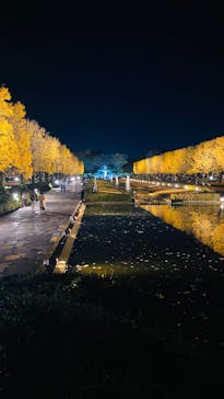 国営昭和記念公園 秋の夜散歩に投稿された画像（2025/11/24）