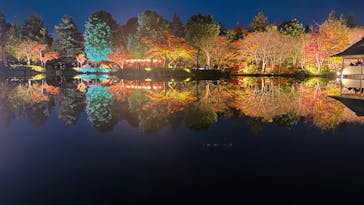 国営昭和記念公園 秋の夜散歩に投稿された画像（2025/11/24）