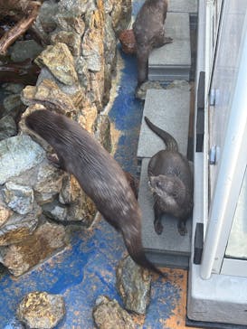 大分マリーンパレス水族館 「うみたまご」に投稿された画像（2025/11/24）