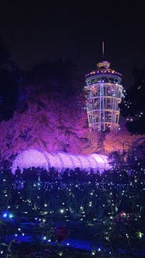 江の島シーキャンドルに投稿された画像（2025/11/24）