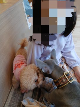 いぬカフェRio 秋葉原店に投稿された画像（2025/11/24）