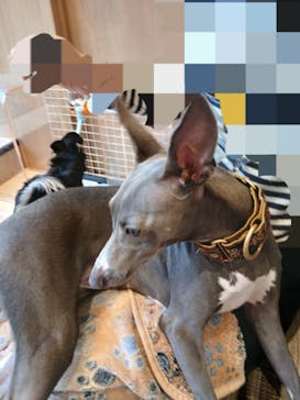 いぬカフェRio 秋葉原店に投稿された画像（2025/11/24）