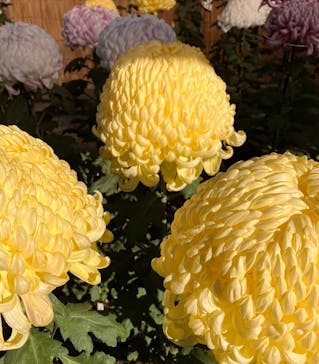 三溪園に投稿された画像（2025/11/24）