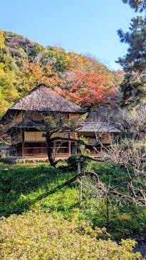 三溪園に投稿された画像（2025/11/24）