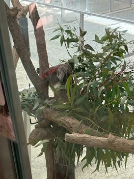 淡路ファームパーク イングランドの丘に投稿された画像（2025/11/24）