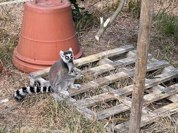 日本モンキーパークに投稿された画像（2025/11/24）