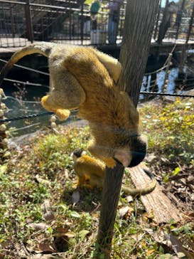 日本モンキーパークに投稿された画像（2025/11/24）