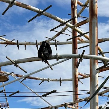 日本モンキーパークに投稿された画像（2025/11/24）