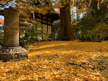 三溪園に投稿された画像（2025/11/24）