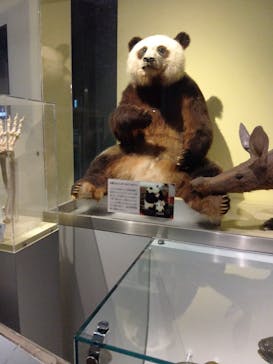 国立科学博物館に投稿された画像（2025/11/24）