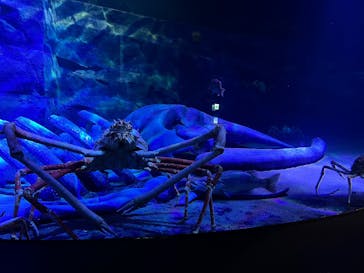 竹島水族館に投稿された画像（2025/11/24）