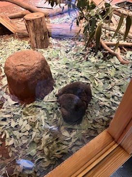 こども動物自然公園（埼玉県公園緑地協会）に投稿された画像（2025/11/24）