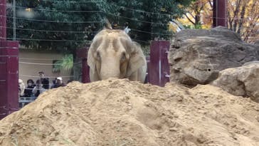 恩賜上野動物園に投稿された画像（2025/11/24）