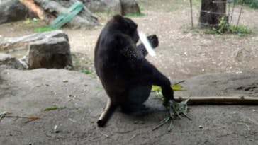 恩賜上野動物園に投稿された画像（2025/11/24）