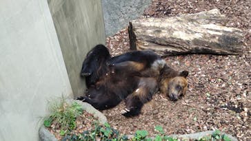 恩賜上野動物園に投稿された画像（2025/11/24）