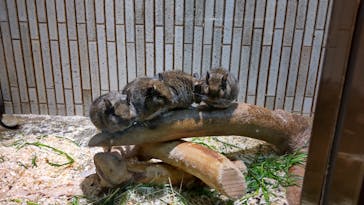 恩賜上野動物園に投稿された画像（2025/11/24）