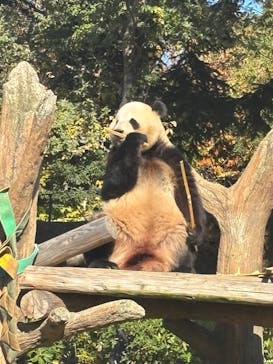 恩賜上野動物園に投稿された画像（2025/11/24）