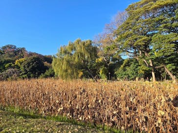 三溪園に投稿された画像（2025/11/24）