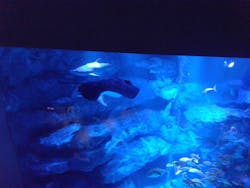 すみだ水族館に投稿された画像（2025/11/24）