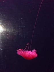 すみだ水族館に投稿された画像（2025/11/24）