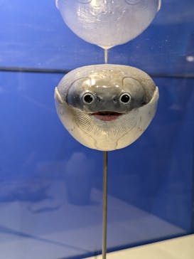 特別展「大絶滅展―生命史のビッグファイブ」に投稿された画像（2025/11/24）