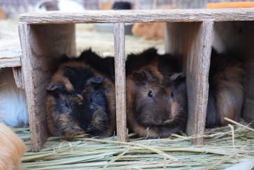 しろとり動物園に投稿された画像（2025/11/24）