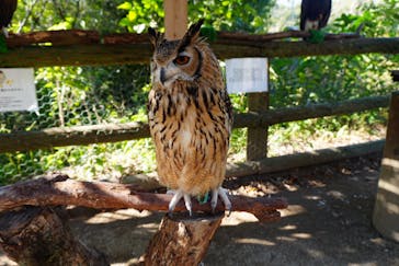 しろとり動物園に投稿された画像（2025/11/24）