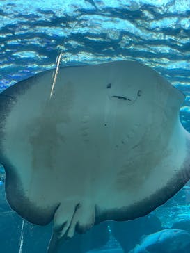 名古屋港水族館に投稿された画像（2025/11/24）