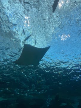 名古屋港水族館に投稿された画像（2025/11/24）